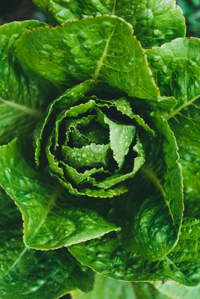 A vibrant close-up shot of fresh green lettuce leaves with water droplets enhancing its texture.